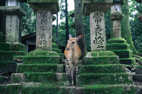 nara yogaonlybabyrxd  Fundado en 1880, es uno de los parques más antiguos de Japón
